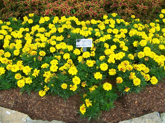 Picture of Tagetes erecta 'Aurora Yellow Fire' Aurora Yellow Fire Marigold