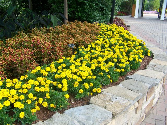 Picture of Tagetes erecta 'Aurora Yellow Fire' Aurora Yellow Fire Marigold