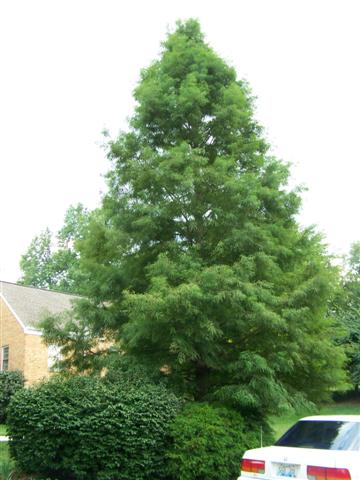 Taxodium distichum Taxodium.distichum(Small).JPG