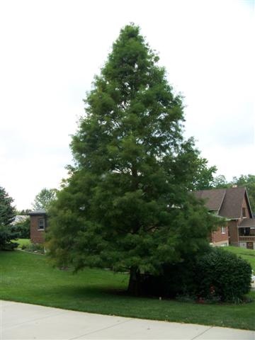 Taxodium distichum Taxodium.distichum.(Small).JPG