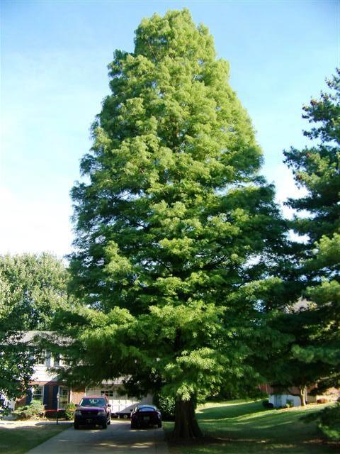 Taxodium distichum Taxodium.distichum.Lakeside.Park.JPG