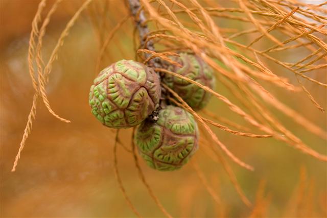 Picture of Taxodium ascendens  Pond Cypress