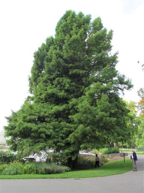 Taxodium distichum TaxodiumDistichum2FulLKew.JPG