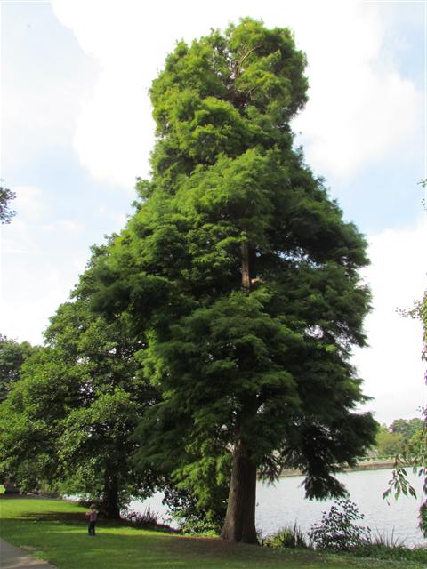 Taxodium distichum TaxodiumDistichumFull3Kew.JPG