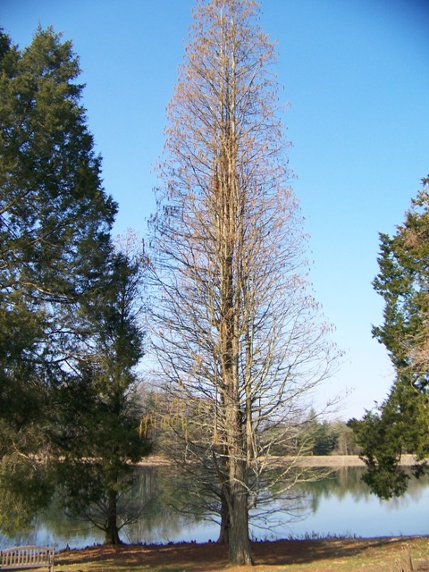 Taxodium ascendens TaxodiumPrairieSentinel.JPG