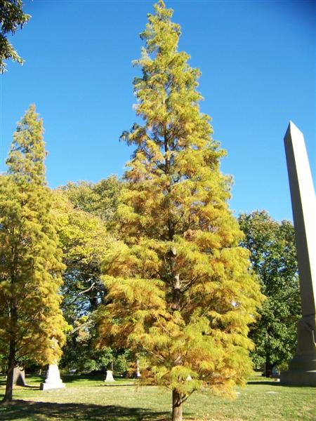 Taxodium ascendens Taxodiumascendens.jpg