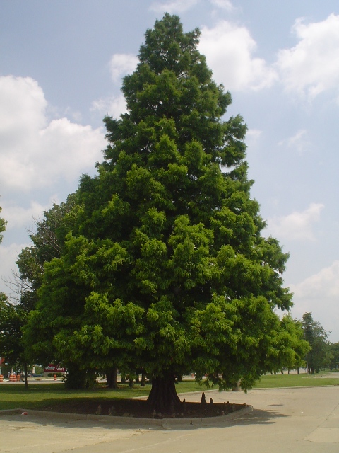 Taxodium distichum TaxodiumdistichumFP.JPG