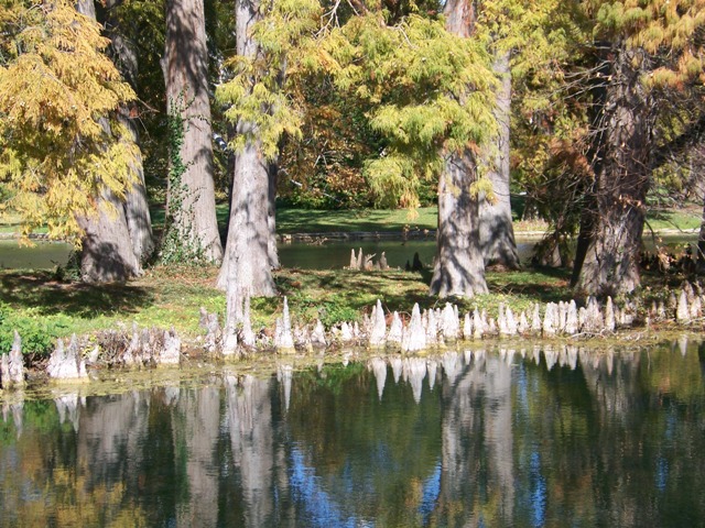 Taxodium distichum Taxodiumdistichumknees.JPG