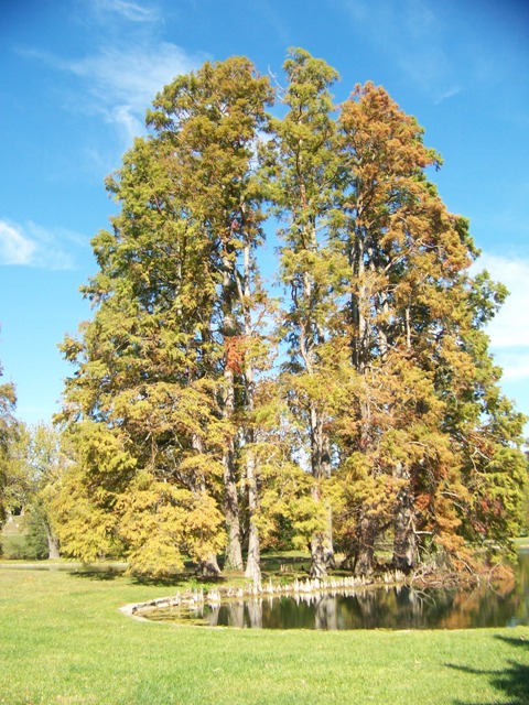 Taxodium distichum Taxodiumdistichumsg.JPG