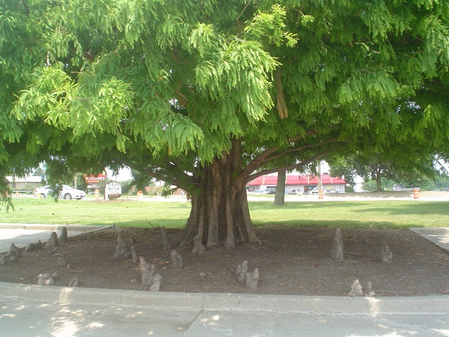 Taxodium distichum TaxodiumdistichumtrunkFP.JPG