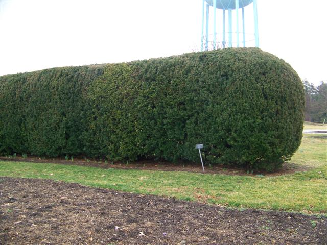 Picture of Taxus x media Hicksii Hicks Yew