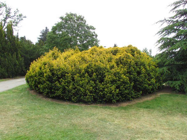 Taxus baccata TaxusBaccataBarroniiFull1Kew.JPG