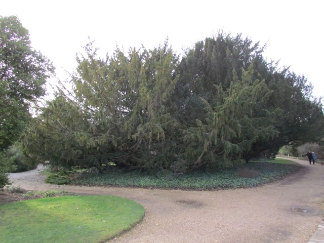 Taxus baccata TaxusBaccataDovastonia.JPG