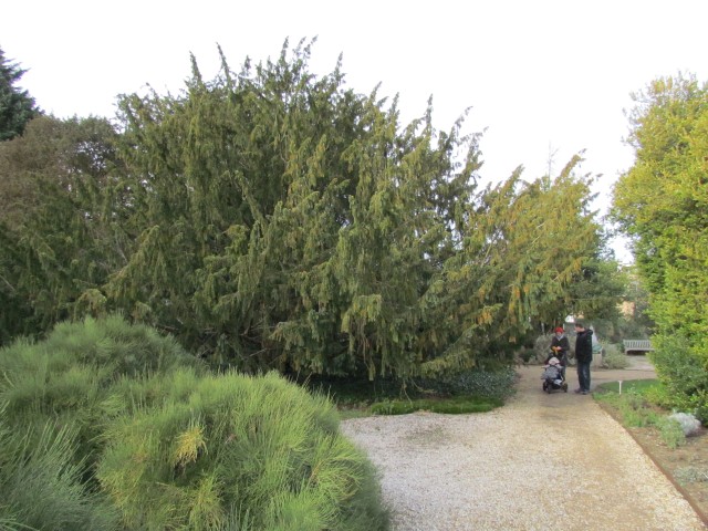 Taxus baccata TaxusBaccataDovastonia2.JPG