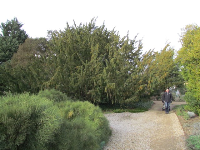 Taxus baccata TaxusBaccataDovastonia3.JPG