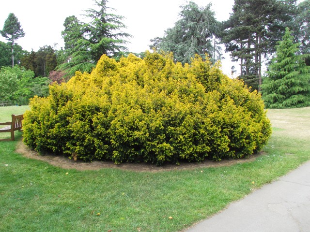 Taxus baccata TaxusBaccattaBarroniiFull3Kew.JPG