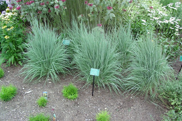 Picture of Schizachyrium scoparium 'The Blues' The Blues Little Bluestem