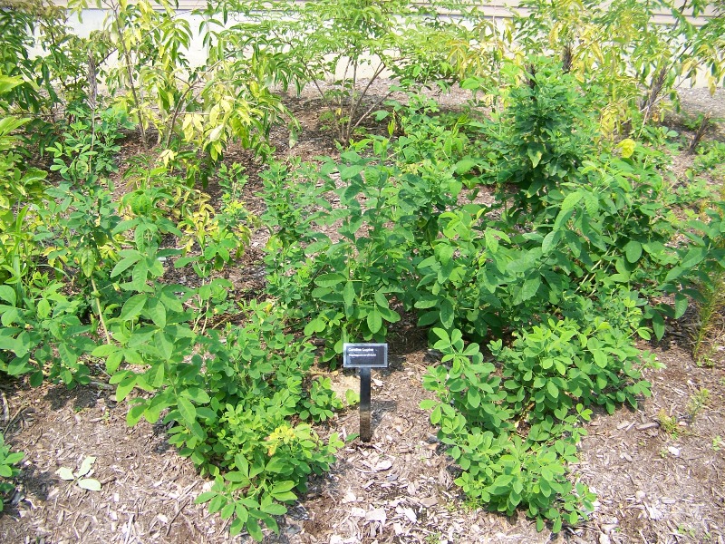 Picture of Thermopsis caroliniana  Carolina Lupine