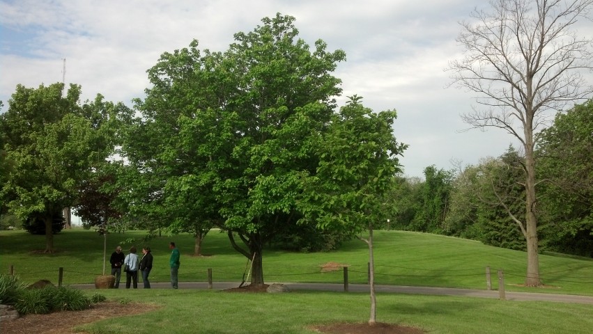 Acer rubrum ThomasOMarshFairfieldMemorialTree.jpg