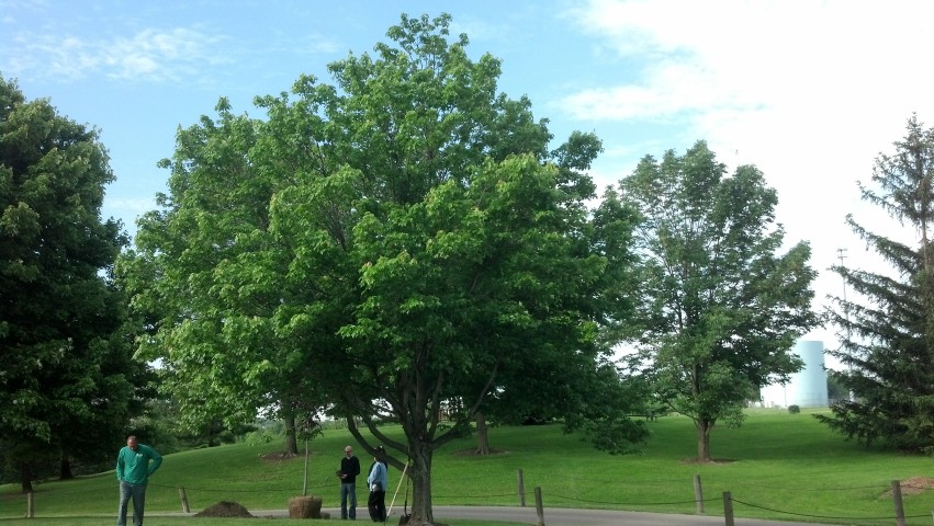 Acer rubrum ThomasOMarshFairfieldMemorialTree2.jpg