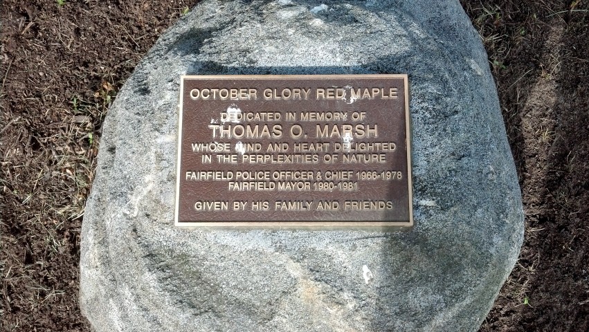 Acer rubrum ThomasOMarshMemorialPlaque.jpg