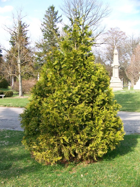 Thuja plicata Thuja.plicata.aureacv.JPG