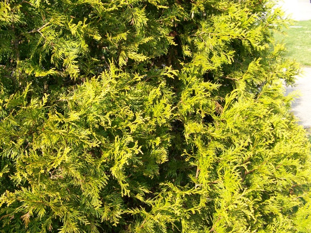 Thuja plicata Thuja.plicata.aureacv.foliage.JPG