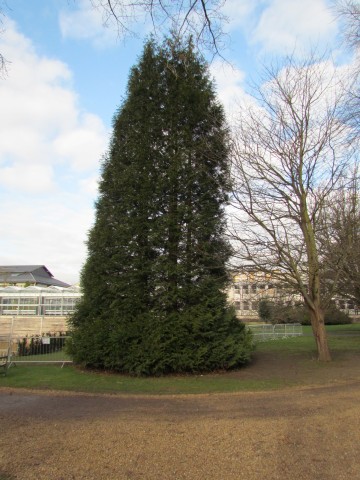 Thuja plicata ThujaPlicata2.JPG