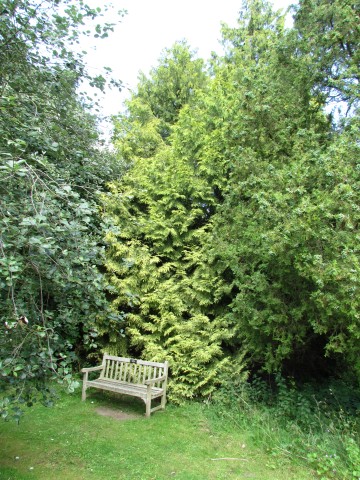 Thuja plicata ThujaPlicataFullCUBG.JPG