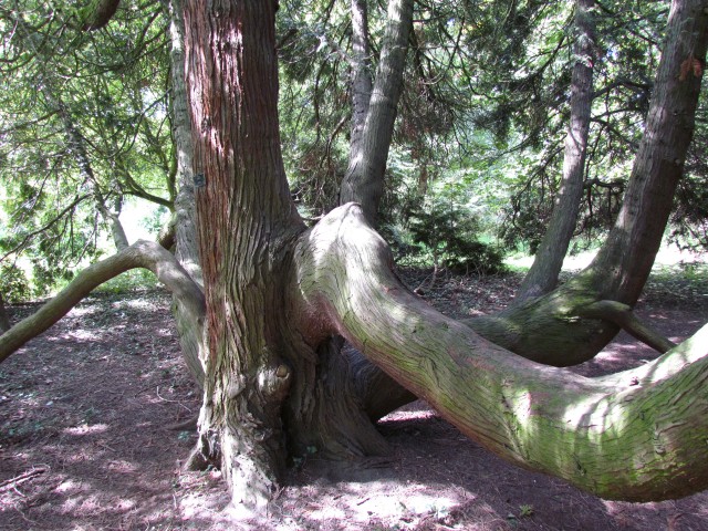 Thuja plicata ThujaPlicataInterstingBranchCUBG.JPG