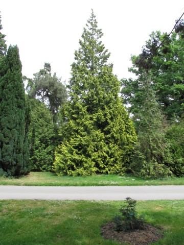 Thuja plicata ThujaPlicataKewFull1.JPG