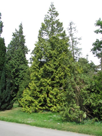 Thuja plicata ThujaPlicataKewFull2.JPG