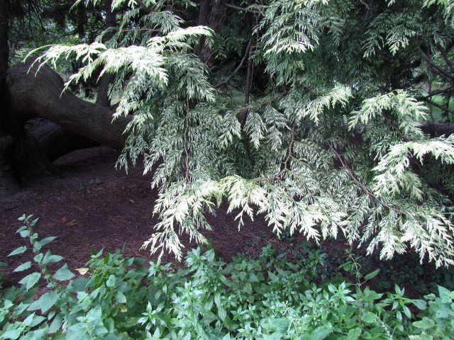 Thuja plicata ThujaPlicataLeafDetailCUBG.JPG