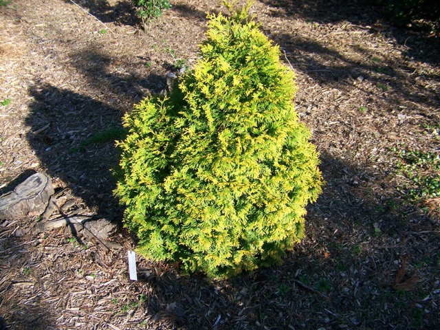 Thuja occidentalis ThujaoccidentalisGoldDropDwarfEasternArb.JPG