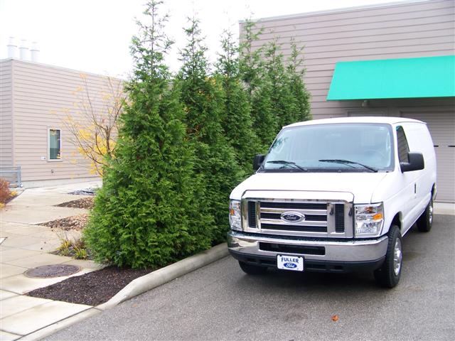 Picture of Thuja plicata 'Grovpli' Spring Grove Spring Grove Western red-cedar