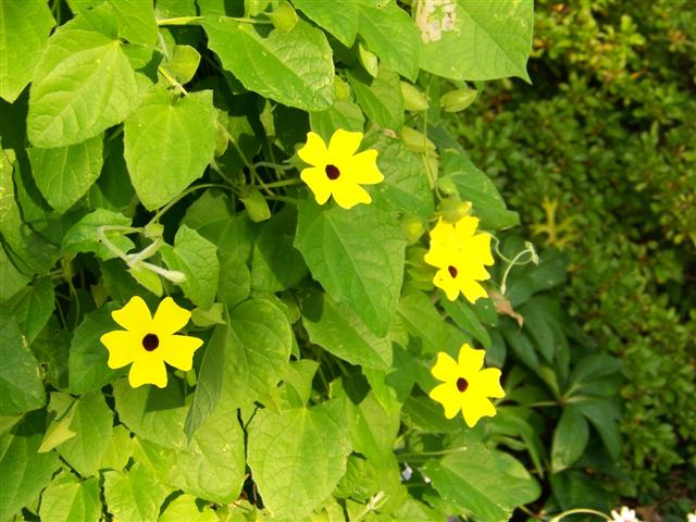 Picture of Thunbergia alata Lemon A-Peel Lemon A-Peel Black Eyed Susan Vine