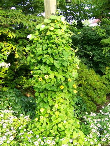 Picture of Thunbergia alata Lemon A-Peel Lemon A-Peel Black Eyed Susan Vine