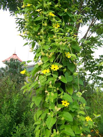 Picture of Thunbergia alata Lemon A-Peel Lemon A-Peel Black Eyed Susan Vine