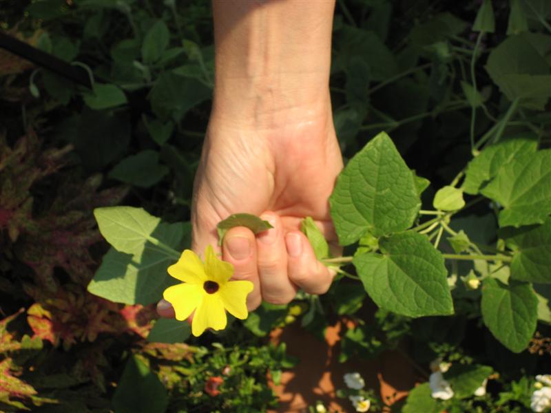 Thunbergia alata Thunbergia_alata_flower.JPG