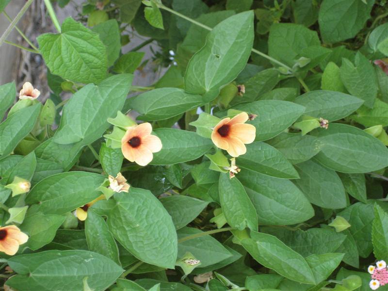 Thunbergia alata Thunbergia_alata_flowers_and_foliage_close.JPG