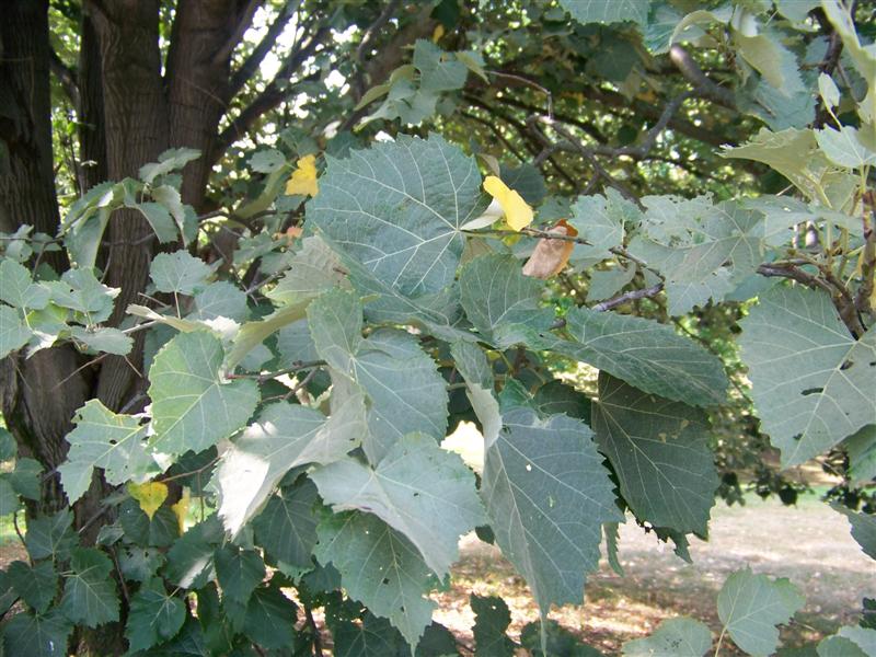 Picture of Tilia%20tomentosa%20%20Silver%20Linden