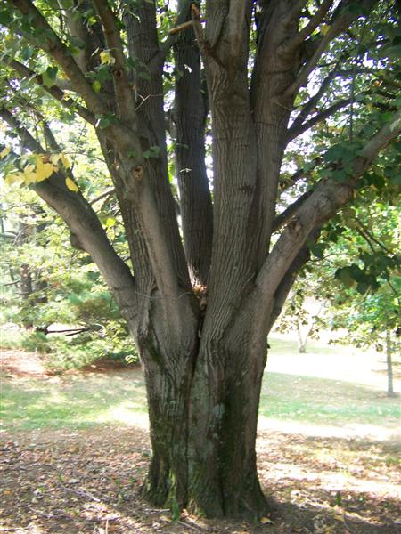 Picture of Tilia tomentosa  Silver Linden