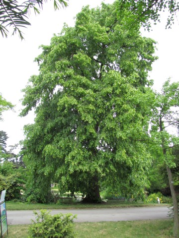 Tilia platyphyllos TilliaPlatyphyllosFullKew.JPG