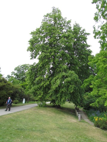 Tilia platyphyllos TilliaPlatyphylosKewFull2.JPG