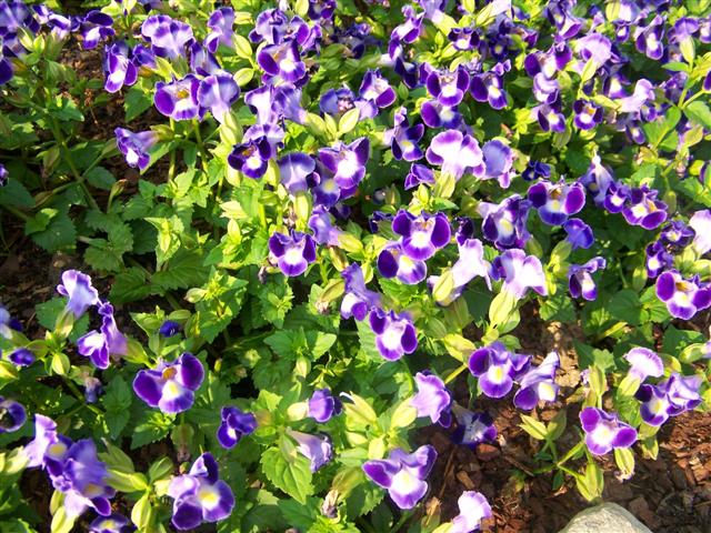 Picture of Torenia  Catalina Midnight Blue Catalina Midnight Blue Wishbone Flower