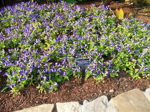 Picture of Torenia  Catalina Midnight Blue Catalina Midnight Blue Wishbone Flower