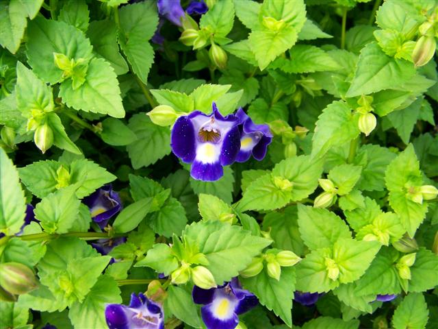 Picture of Torenia  Catalina Midnight Blue Catalina Midnight Blue Wishbone Flower