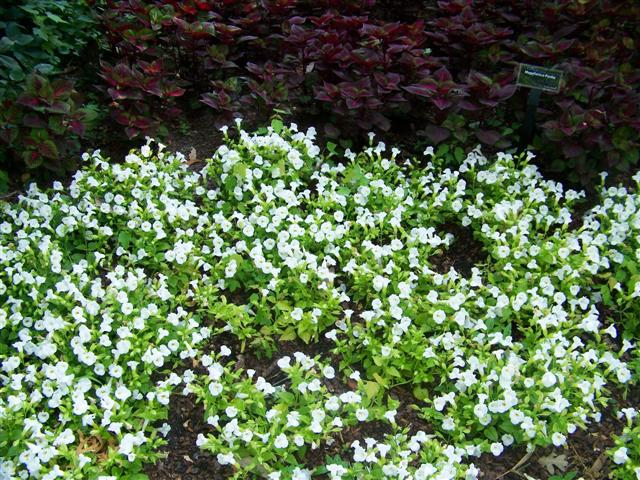 Picture of Torenia  Catalina White Linen Catalina White Linen Wishbone Flower