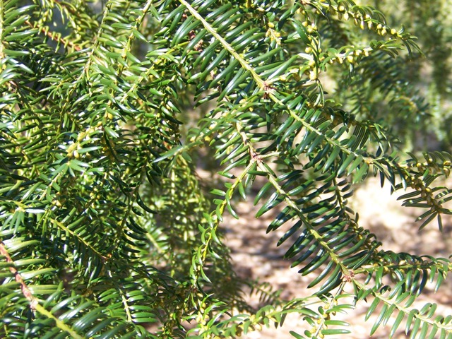 Torreya nucifera Torreyanuciferafoliage.JPG