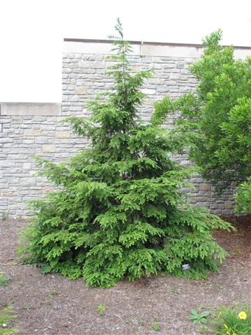 Tsuga canadensis TsugaCanadensisFull.JPG